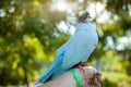 A colored dove of blue sits on a mans hand against the background of bright green foliage. Summer time Royalty Free Stock Photo